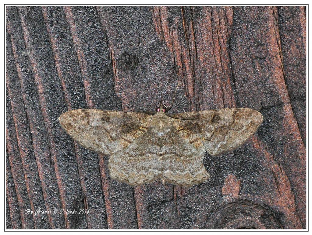 Alcis repandata? Maschio? Geometridae